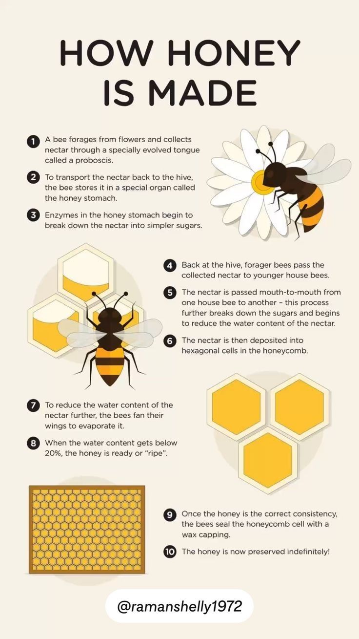 Acacia and Eucalyptus Honey